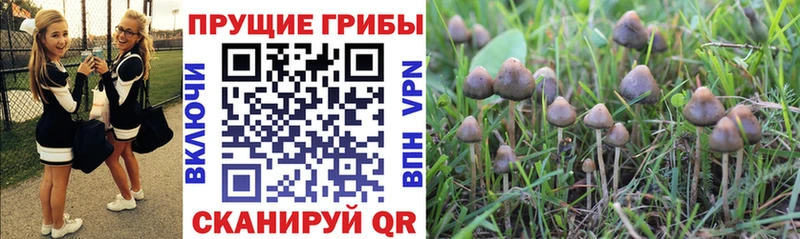 Галлюциногенные грибы ЛСД где купить наркоту kraken tor Камень-на-Оби